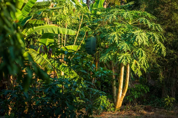 Zielona Papaya Liście Drzewa Papaja Drzew Bananowych Tle Ogrodu Tajlandia — Zdjęcie stockowe