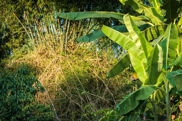 Zielone Liście Bananów Drzewach Bananowych Bambusowych Naturalnym Lesie Ogrodowym Tajlandia — Zdjęcie stockowe