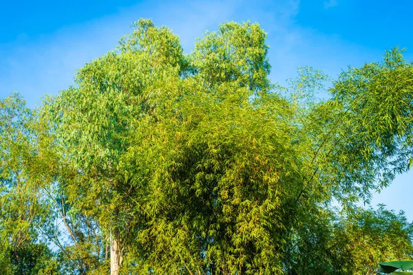 Bambu Verde Árvores Juntos Mato Natural Azul Céu Fundo Com — Fotografia de Stock