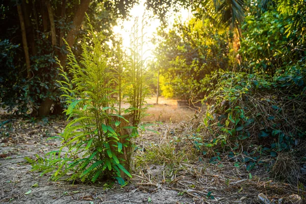 Pierwsze Zielone Liście Tamarind Gałęzi Przeciętym Pniu Naturalnym Lesie Tajlandii — Zdjęcie stockowe