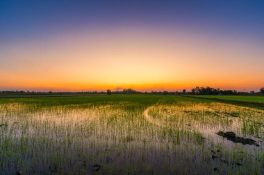 Güzel yeşil mısır tarlası ya da Asya 'daki mısır tarlası tarım hasadı günbatımında gökyüzü arka planında.
