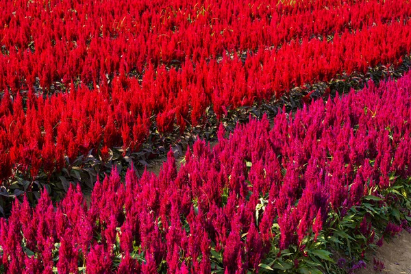 Schöne Bunte Rote Oder Rosa Hahnenkamm Celosia Blumen Muster Bauernhof — Stockfoto