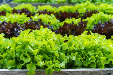 Güzel organik yeşil ve kırmızı meşe marulu ya da tarımda yetişen toprakta yetişen salata sebze bahçesi..