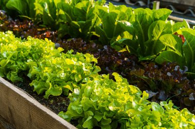 Güzel organik Mini Cos, yeşil ve kırmızı meşe salatası ya da sebze bahçesi toprakta büyüyen, tarım tarımı hasat eden.