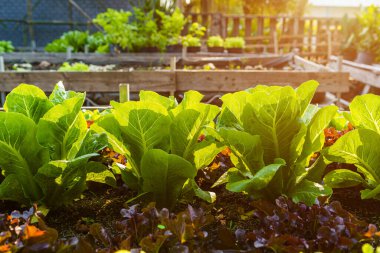 Güzel organik Mini Cos, yeşil ve kırmızı meşe salatası ya da sebze bahçesi toprakta büyüyen, tarım tarımı hasat eden.