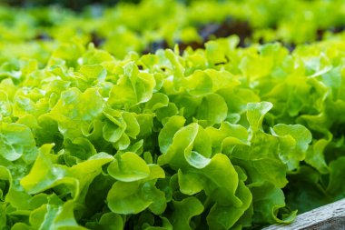 Güzel organik yeşil ve kırmızı meşe marulu ya da tarımda yetişen toprakta yetişen salata sebze bahçesi..