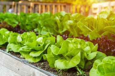 Güzel organik Butterhead, Mini Cos, yeşil ve kırmızı meşe marulu veya sebze bahçesi toprakta yetişiyor, tarım tarımı hasat ediyor..