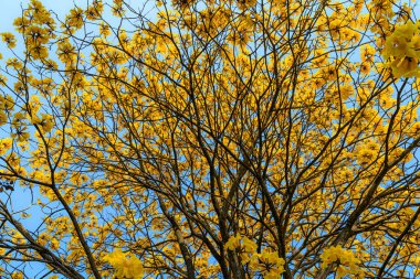 Güzel açan Sarı Tabebuia Chrysotricha çiçekleri İlkbahar günü parkla birlikte Tayland 'da mavi gökyüzü arka planında.