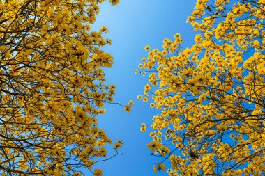 Güzel açan Sarı Tabebuia Chrysotricha çiçekleri İlkbahar günü parkla birlikte Tayland 'da mavi gökyüzü arka planında.