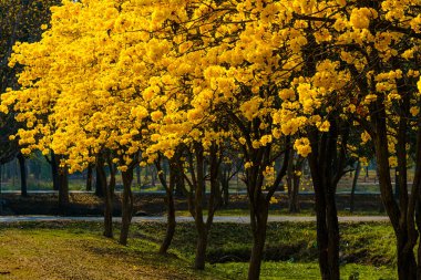 Güzel açan Sarı Tabebuia Chrysotricha çiçekleri bahar günü parkla birlikte Tayland 'da akşam arkaplanı.