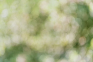 Çemberli yeşil bokeh arka plan. Yaz soyut teması.