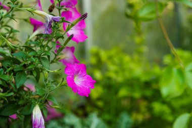 Güzel pembe Petunya çiçeklerini kapatın Bahçedeki bir tencerede güneş ışığıyla.