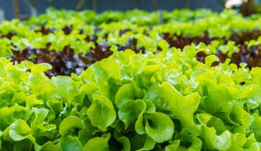 Güzel organik Mini Cos, yeşil ve kırmızı meşe salatası ya da sebze bahçesi toprakta büyüyen, tarım tarımı hasat eden.