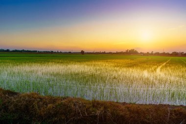 Güzel yeşil mısır tarlası ya da Asya 'daki mısır tarlası tarım hasadı günbatımında gökyüzü arka planında.