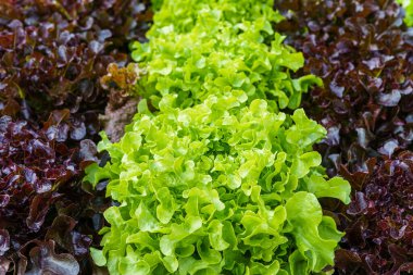 Güzel organik yeşil ve kırmızı meşe marulu ya da tarımda yetişen toprakta yetişen salata sebze bahçesi..