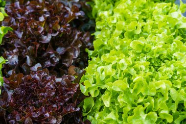 Güzel organik yeşil ve kırmızı meşe marulu ya da tarımda yetişen toprakta yetişen salata sebze bahçesi..