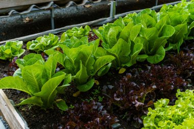 Güzel organik Butterhead, Mini Cos, yeşil ve kırmızı meşe marulu veya sebze bahçesi toprakta yetişiyor, tarım tarımı hasat ediyor..
