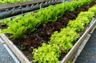 Güzel organik Butterhead, Mini Cos, yeşil ve kırmızı meşe marulu veya sebze bahçesi toprakta yetişiyor, tarım tarımı hasat ediyor..