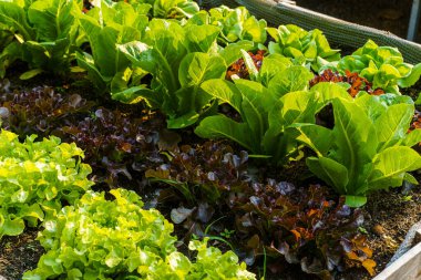 Güzel organik Butterhead, Mini Cos, yeşil ve kırmızı meşe marulu veya sebze bahçesi toprakta yetişiyor, tarım tarımı hasat ediyor..