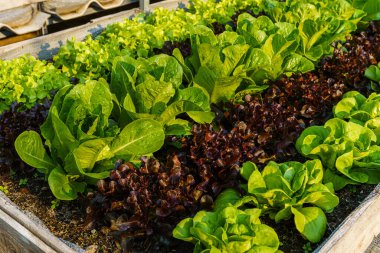 Güzel organik Butterhead, Mini Cos, yeşil ve kırmızı meşe marulu veya sebze bahçesi toprakta yetişiyor, tarım tarımı hasat ediyor..