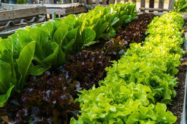Güzel organik Butterhead, Mini Cos, yeşil ve kırmızı meşe marulu veya sebze bahçesi toprakta yetişiyor, tarım tarımı hasat ediyor..