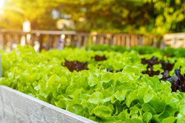 Güzel organik yeşil ve kırmızı meşe marulu ya da tarımda yetişen toprakta yetişen salata sebze bahçesi..