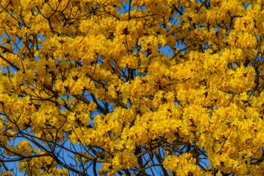 Güzel açan Sarı Tabebuia Chrysotricha çiçekleri İlkbahar günü parkla birlikte Tayland 'da mavi gökyüzü arka planında.