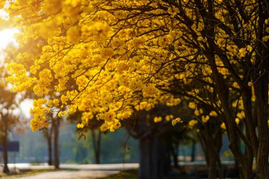 Güzel açan Sarı Tabebuia Chrysotricha çiçekleri İlkbahar günü parkla birlikte Tayland 'da mavi gökyüzü arka planında.