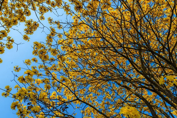 Flores Bonitas Florescendo Amarelo Dourado Tabebuia Chrysotricha Com Parque Dia — Fotografia de Stock