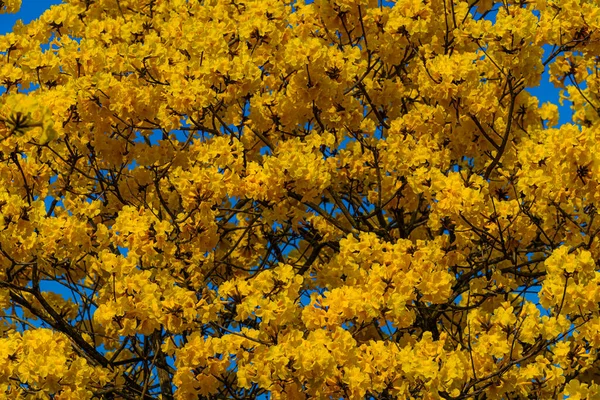 Flores Bonitas Florescendo Amarelo Dourado Tabebuia Chrysotricha Com Parque Dia — Fotografia de Stock