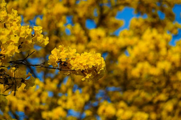 Flores Bonitas Florescendo Amarelo Dourado Tabebuia Chrysotricha Com Parque Dia — Fotografia de Stock