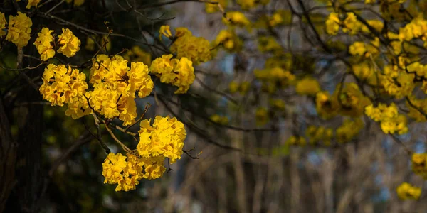 Flores Bonitas Florescendo Amarelo Dourado Tabebuia Chrysotricha Com Parque Dia — Fotografia de Stock