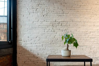 Philodendron Selloum in Plant pot on wood table and Wall with Window in white the room vintage style with dekorations and copy space