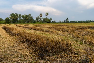 Hasattan sonra pirinç tarlasında yanmış pirinç sakalı. Mavi arka planda beyaz bulutlar, günbatımı..