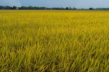 Asya 'da organik pirinç tarlasında bulunan Tayland yasemin pirinç bitkisinin güzel altın kulağı günbatımı gökyüzü arka planında tarım hasadı.