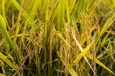 Hasat zamanı yakın pirinç altın kulak organik yeşil çimen tarla ile ya da Asya kırsal tarım hasat güneş ışığı arka plan ile.