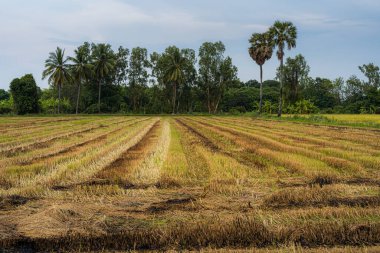 Hasattan sonra pirinç tarlasında yanmış pirinç sakalı. Mavi arka planda beyaz bulutlar, günbatımı..