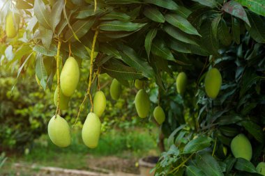 Taze yeşil mangoların yakın çekim alanı. Bahçe çiftliğindeki mango ağacında asılı. Arka planda güneş ışığı olan meyve hasadı Tayland 'da..