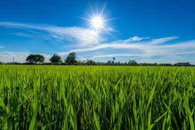 Pirinç tarlasının yeşil çimenli manzarası. Mısır tarlası ya da Asya 'da tarım hasadı. Kabarık bulutlu mavi gökyüzü arka planı..