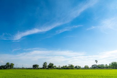 güzel hava atmosferi parlak mavi gökyüzü arkaplan soyut temiz doku ile beyaz bulutlar yeşil mısır tarlası 