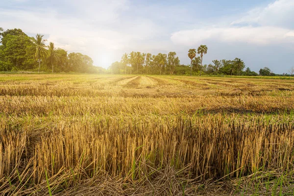 Hasattan sonra pirinç tarlasında yanmış pirinç sakalı. Mavi arka planda beyaz bulutlar, günbatımı..