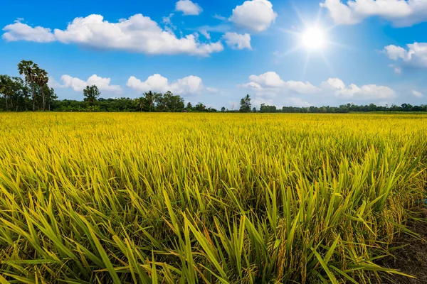 Hermosa Oreja Dorada Jazmín Tailandés Planta Arroz Campo Arroz Orgánico — Foto de Stock