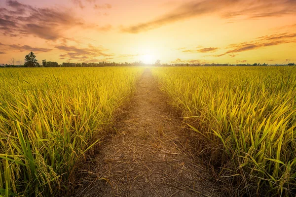 日落时分背景下的亚洲农村农业有机稻田泰国茉莉花美丽的金穗 — 图库照片