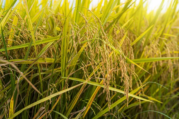 Закрыть Золотое Ухо Риса Возле Сбора Урожая Органической Зеленой Траве — стоковое фото