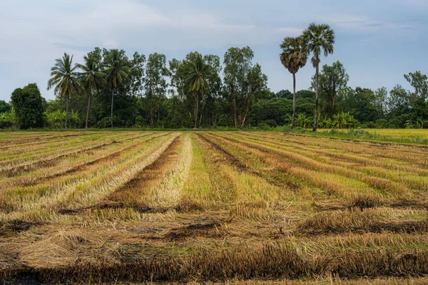 Hasattan sonra pirinç tarlasında yanmış pirinç sakalı. Mavi arka planda beyaz bulutlar, günbatımı..