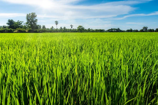 Pirinç tarlasının yeşil çimenli manzarası. Mısır tarlası ya da Asya 'da tarım hasadı. Kabarık bulutlu mavi gökyüzü arka planı..