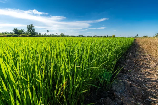 Pirinç tarlasının yeşil çimenli manzarası. Mısır tarlası ya da Asya 'da tarım hasadı. Kabarık bulutlu mavi gökyüzü arka planı..