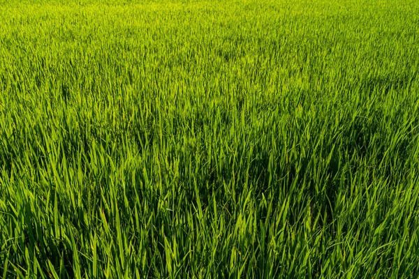 Рисовое Поле Зеленая Трава Полевым Кукурузным Полем Сельском Хозяйстве Азии — стоковое фото