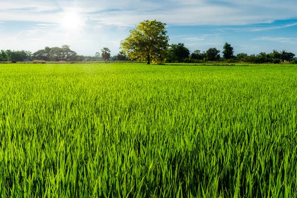 Paisaje Panorámico Campo Arroz Hierba Verde Con Campo Maíz País — Foto de Stock