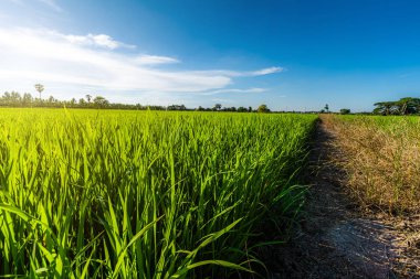 Pirinç tarlasının yeşil çimenli manzarası. Mısır tarlası ya da Asya 'da tarım hasadı. Kabarık bulutlu mavi gökyüzü arka planı..